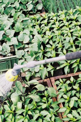 gemuesehof-laerchengrund.de