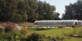 gemuesehof-laerchengrund.de