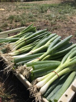 gemuesehof-laerchengrund.de