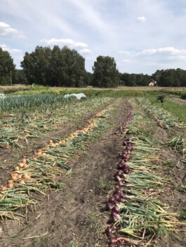 gemuesehof-laerchengrund.de