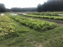 gemuesehof-laerchengrund.de