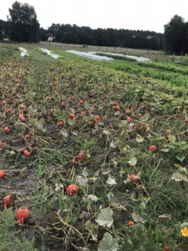 gemuesehof-laerchengrund.de