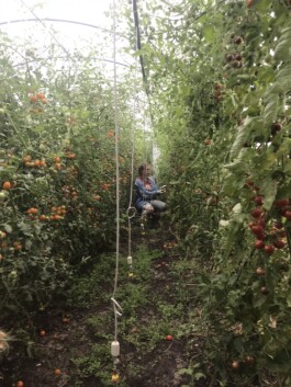 gemuesehof-laerchengrund.de