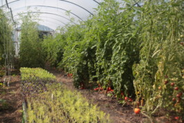 gemuesehof-laerchengrund.de