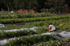 gemuesehof-laerchengrund.de
