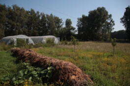 gemuesehof-laerchengrund.de
