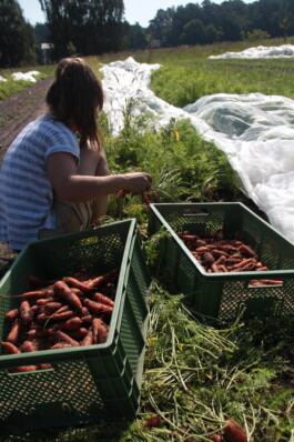 gemuesehof-laerchengrund.de