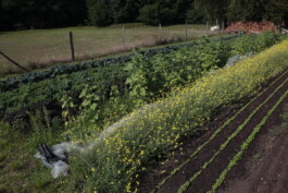 gemuesehof-laerchengrund.de