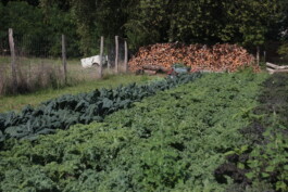 gemuesehof-laerchengrund.de