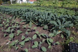 gemuesehof-laerchengrund.de