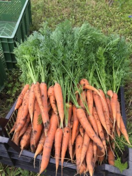 gemuesehof-laerchengrund.de