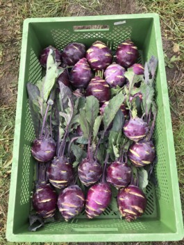 gemuesehof-laerchengrund.de