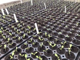 gemuesehof-laerchengrund.de