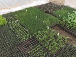 gemuesehof-laerchengrund.de