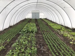 gemuesehof-laerchengrund.de