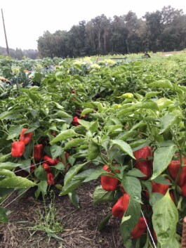 gemuesehof-laerchengrund.de