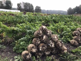 gemuesehof-laerchengrund.de