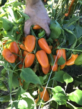 gemuesehof-laerchengrund.de