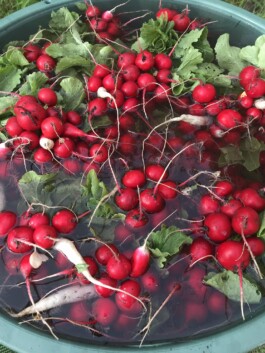 gemuesehof-laerchengrund.de