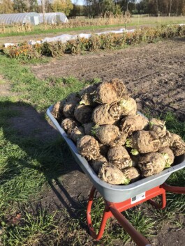 gemuesehof-laerchengrund.de