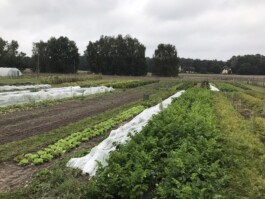 gemuesehof-laerchengrund.de