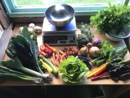 gemuesehof-laerchengrund.de