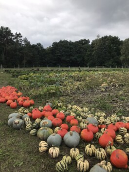 gemuesehof-laerchengrund.de