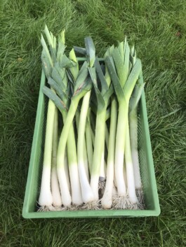 gemuesehof-laerchengrund.de