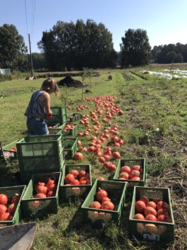 gemuesehof-laerchengrund.de